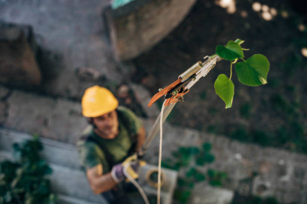 Professional Tree Services in Andrews, SC