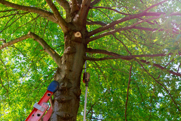 How Our Tree Care Process Works  in  Andrews, SC